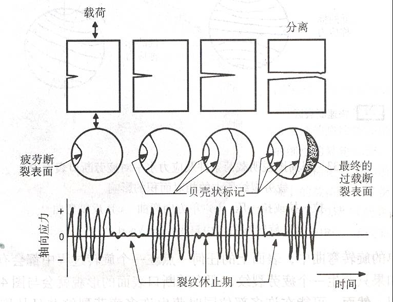 疲劳断口上贝壳状花纹的形成机理.jpg