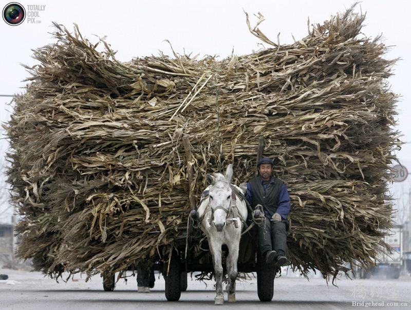 2007年2月，中国河北。农民驾着马车运送干草垛。