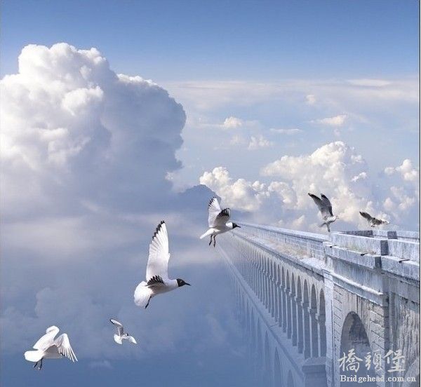桥梁与海鸟