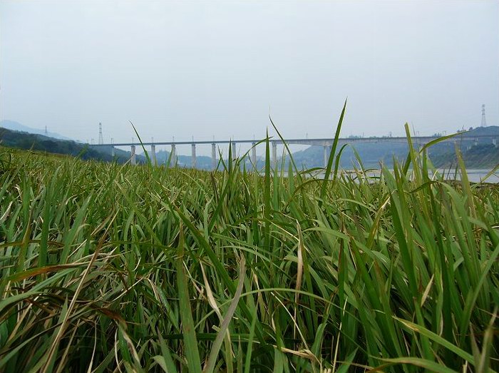 重庆合川草街嘉陵江大桥3.jpg